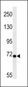 LRP10 Antibody - LRP10 Antibody western blot of A549 cell line lysates (35 ug/lane). The LRP10 antibody detected the LRP10 protein (arrow).