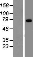 LRP10 Protein - Western validation with an anti-DDK antibody * L: Control HEK293 lysate R: Over-expression lysate