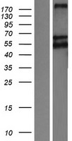 LRP11 Protein - Western validation with an anti-DDK antibody * L: Control HEK293 lysate R: Over-expression lysate