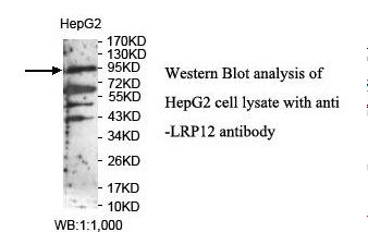 LRP12 Antibody