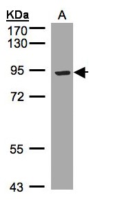 LRP12 Antibody - Sample (30 ug whole cell lysate). A: Hep G2 . 7.5% SDS PAGE. LRP12 antibody diluted at 1:1000