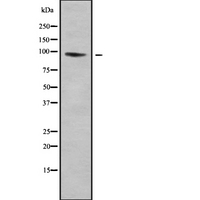 LRP12 Antibody - Western blot analysis of LRP12 using Jurkat whole cells lysates