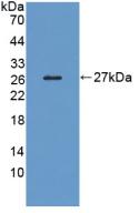 LRP1B Antibody - Western Blot; Sample: Recombinant LRP1B, Human.