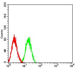 LRP1B Antibody - Flow cytometric analysis of HL-60 cells using LRP1B mouse mAb (green) and negative control (red).