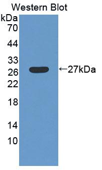 LRP1B Antibody - Western Blot; Sample: Recombinant protein.