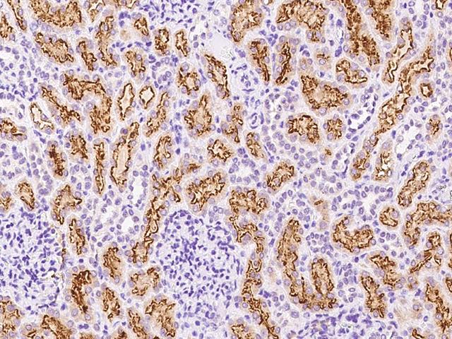 LRP2 / Megalin Antibody - Immunochemical staining of human LRP2 in human kidney with rabbit polyclonal antibody at 1:1000 dilution, formalin-fixed paraffin embedded sections.