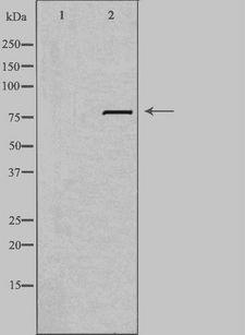 LRP3 Antibody - Western blot analysis of extracts of RAW264.7 cells using LRP3 antibody. The lane on the left is treated with the antigen-specific peptide.