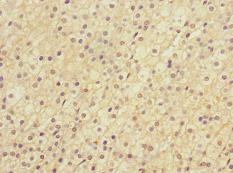 LRP4 Antibody - Immunohistochemistry of paraffin-embedded human adrenal gland tissue at dilution 1:100