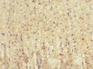 LRP4 Antibody - Immunohistochemistry of paraffin-embedded human adrenal gland tissue at dilution 1:100