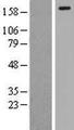 LRP6 Protein - Western validation with an anti-DDK antibody * L: Control HEK293 lysate R: Over-expression lysate