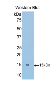 LRPAP1 Antibody - Western blot of recombinant LRPAP1.  This image was taken for the unconjugated form of this product. Other forms have not been tested.
