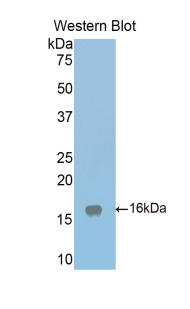 LRPAP1 Antibody - Western blot of recombinant LRPAP1.  This image was taken for the unconjugated form of this product. Other forms have not been tested.