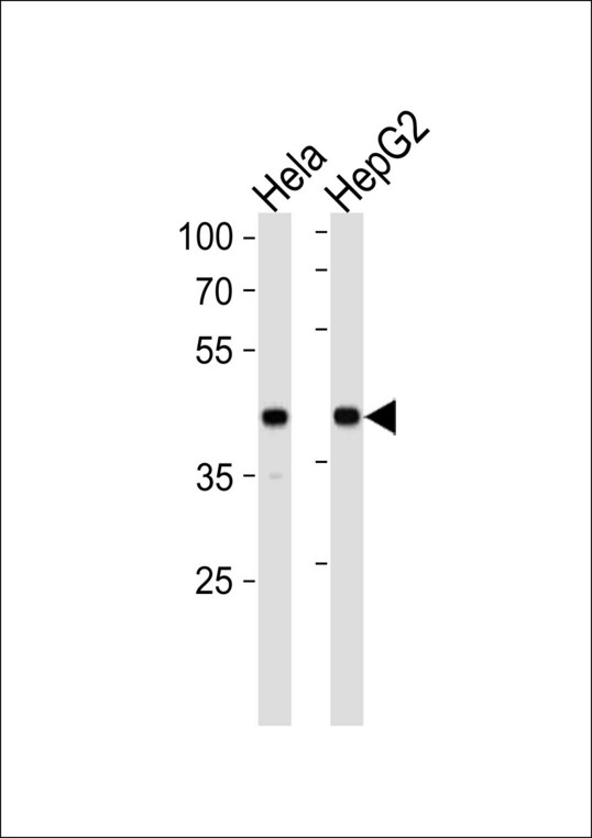 LRPAP1 Antibody - LRPAP1 Antibody western blot of HeLa,HepG2 cell line lysates (35 ug/lane). The LRPAP1 antibody detected the LRPAP1 protein (arrow).