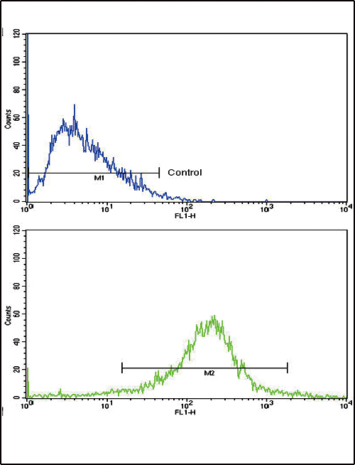 LRPAP1 Antibody - Flow cytometric of HepG2 cells using LRPAP1 Antibody (bottom histogram) compared to a negative control cell (top histogram). FITC-conjugated goat-anti-rabbit secondary antibodies were used for the analysis.