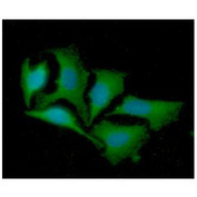 LRPAP1 Antibody - ICC/IF analysis of LRPAP in HeLa cells line, stained with DAPI (Blue) for nucleus staining and monoclonal anti-human LRPAP1 antibody (1:100) with goat anti-mouse IgG-Alexa fluor 488 conjugate (Green).