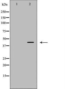 LRPAP1 Antibody - Western blot analysis of HEK293 whole cell lysates using LRPAP1 antibody. The lane on the left is treated with the antigen-specific peptide.