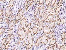LRPAP1 Antibody - Immunochemical staining of human LRPAP1 in human kidney with rabbit polyclonal antibody at 1:500 dilution, formalin-fixed paraffin embedded sections.
