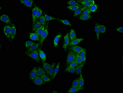 LRPPRC Antibody - Immunofluorescence staining of HepG2 cells at a dilution of 1:133, counter-stained with DAPI. The cells were fixed in 4% formaldehyde, permeabilized using 0.2% Triton X-100 and blocked in 10% normal Goat Serum. The cells were then incubated with the antibody overnight at 4°C.The secondary antibody was Alexa Fluor 488-congugated AffiniPure Goat Anti-Rabbit IgG (H+L) .