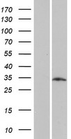 LRRC10B Protein - Western validation with an anti-DDK antibody * L: Control HEK293 lysate R: Over-expression lysate