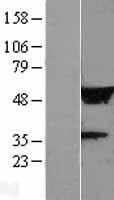 LRRC14 Protein - Western validation with an anti-DDK antibody * L: Control HEK293 lysate R: Over-expression lysate