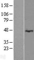 LRRC2 Protein - Western validation with an anti-DDK antibody * L: Control HEK293 lysate R: Over-expression lysate