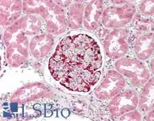 LRRC25 Antibody - Human Kidney: Formalin-Fixed, Paraffin-Embedded (FFPE)