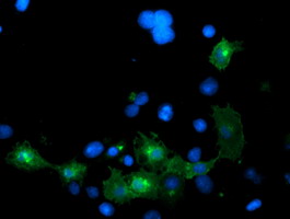 LRRC25 Antibody - Anti-LRRC25 mouse monoclonal antibody immunofluorescent staining of COS7 cells transiently transfected by pCMV6-ENTRY LRRC25.