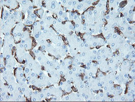 LRRC25 Antibody - IHC of paraffin-embedded Human liver tissue using anti-LRRC25 mouse monoclonal antibody.