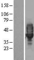 LRRC25 Protein - Western validation with an anti-DDK antibody * L: Control HEK293 lysate R: Over-expression lysate