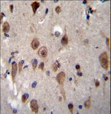 LRRC28 Antibody - LRRC28 Antibody immunohistochemistry of formalin-fixed and paraffin-embedded human brain tissue followed by peroxidase-conjugated secondary antibody and DAB staining.