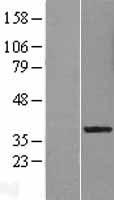 LRRC28 Protein - Western validation with an anti-DDK antibody * L: Control HEK293 lysate R: Over-expression lysate
