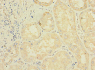 LRRC31 Antibody - Immunohistochemistry of paraffin-embedded human kidney tissue using LRRC31 Antibody at dilution of 1:100