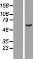 LRRC31 Protein - Western validation with an anti-DDK antibody * L: Control HEK293 lysate R: Over-expression lysate