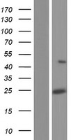 LRRC34 Protein - Western validation with an anti-DDK antibody * L: Control HEK293 lysate R: Over-expression lysate
