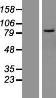 LRRC36 Protein - Western validation with an anti-DDK antibody * L: Control HEK293 lysate R: Over-expression lysate