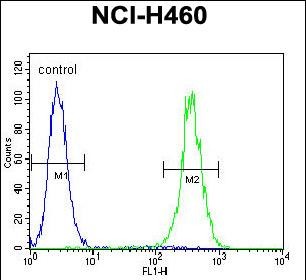 LRRC38 Antibody - LRRC38 Antibody (C-term) flow cytometric analysis of NCI-H460 cells (right histogram) compared to a negative control cell (left histogram).FITC-conjugated goat-anti-rabbit secondary antibodies were used for the analysis.