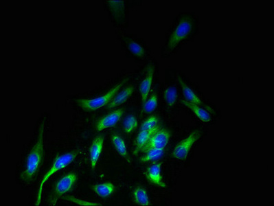 LRRC3B Antibody - Immunofluorescent analysis of Hela cells using LRRC3B Antibody at dilution of 1:100 and Alexa Fluor 488-congugated AffiniPure Goat Anti-Rabbit IgG(H+L)