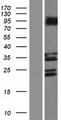 LRRC3C Protein - Western validation with an anti-DDK antibody * L: Control HEK293 lysate R: Over-expression lysate