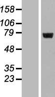 LRRC40 Protein - Western validation with an anti-DDK antibody * L: Control HEK293 lysate R: Over-expression lysate