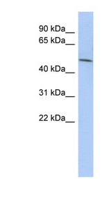 LRRC42 Antibody - LRRC42 antibody Western blot of HT1080 cell lysate. This image was taken for the unconjugated form of this product. Other forms have not been tested.