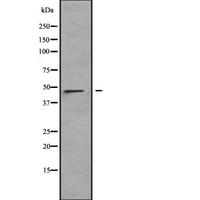 LRRC42 Antibody - Western blot analysis of LRRC42 expression in HT1080 cells lysate. The lane on the left is treated with the antigen-specific peptide.