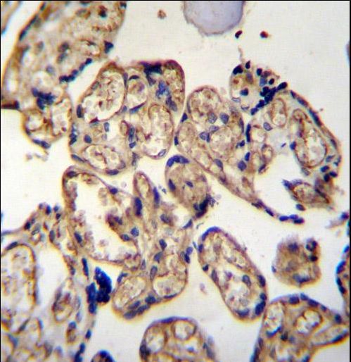 LRRC45 Antibody - LRRC45 Antibody immunohistochemistry of formalin-fixed and paraffin-embedded human placenta tissue followed by peroxidase-conjugated secondary antibody and DAB staining.