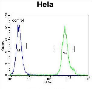 LRRC45 Antibody - LRRC45 Antibody flow cytometry of HeLa cells (right histogram) compared to a negative control cell (left histogram). FITC-conjugated goat-anti-rabbit secondary antibodies were used for the analysis.