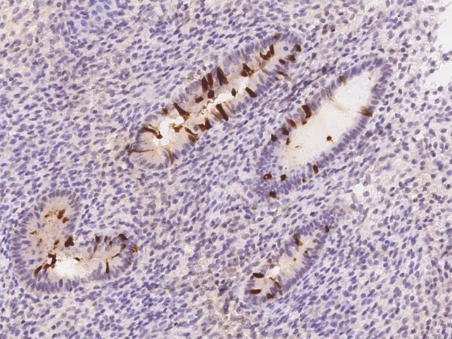 LRRC46 Antibody - Immunochemical staining of human LRRC46 in human corpus uteri with rabbit polyclonal antibody at 1:500 dilution, formalin-fixed paraffin embedded sections.