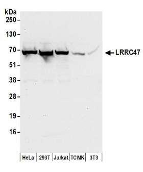LRRC47 Antibody - Detection of human and mouse LRRC47 by western blot. Samples: Whole cell lysate (50 µg) from HeLa, HEK293T, Jurkat, mouse TCMK-1, and mouse NIH 3T3 cells prepared using NETN lysis buffer. Antibodies: Affinity purified rabbit anti-LRRC47 antibody used for WB at 0.1 µg/ml. Detection: Chemiluminescence with an exposure time of 10 seconds.
