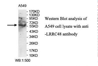 LRRC48/DRC3 Antibody