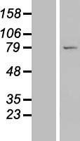 LRRC49 Protein - Western validation with an anti-DDK antibody * L: Control HEK293 lysate R: Over-expression lysate