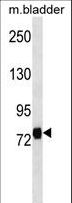 LRRC4C Antibody - LRRC4C Antibody western blot of mouse bladder tissue lysates (35 ug/lane). The LRRC4C antibody detected the LRRC4C protein (arrow).