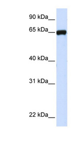 LRRC4C Antibody - LRRC4C antibody Western blot of 293T cell lysate. This image was taken for the unconjugated form of this product. Other forms have not been tested.