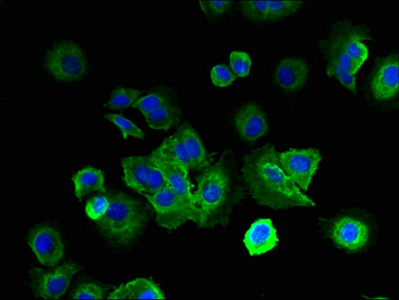 LRRC4C Antibody - Immunofluorescent analysis of MCF-7 cells using LRRC4C Antibody at dilution of 1:100 and Alexa Fluor 488-congugated AffiniPure Goat Anti-Rabbit IgG(H+L)
